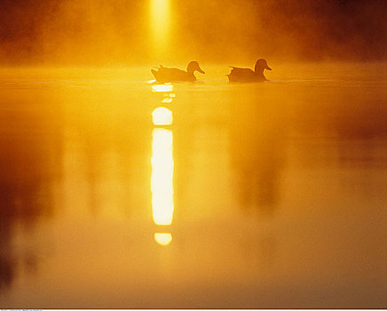 两只,鸭子,日落