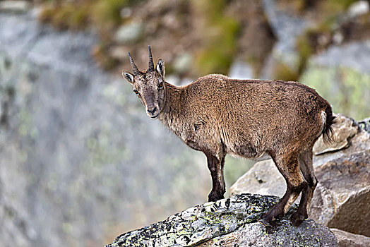 幼兽,野山羊,岩石上,意大利阿尔卑斯山,意大利,欧洲