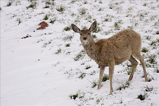 长耳鹿,骡鹿,雪中,风暴,怀俄明