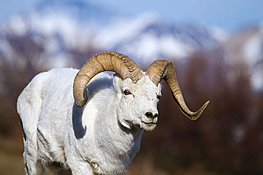 野大白羊,白大角羊,公羊,走,道路,温暖,春天,白天,德纳里峰国家公园