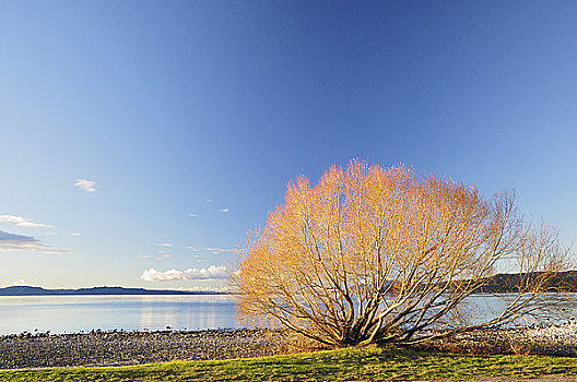 湖,陶波,北岛,新西兰