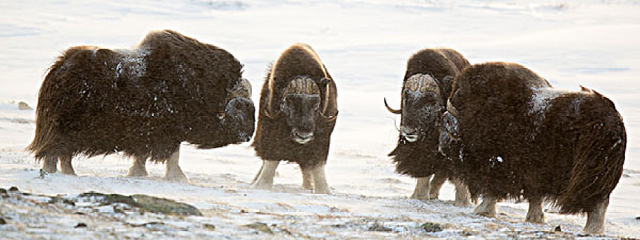 四个,雄性,麝牛,国家公园,挪威,欧洲