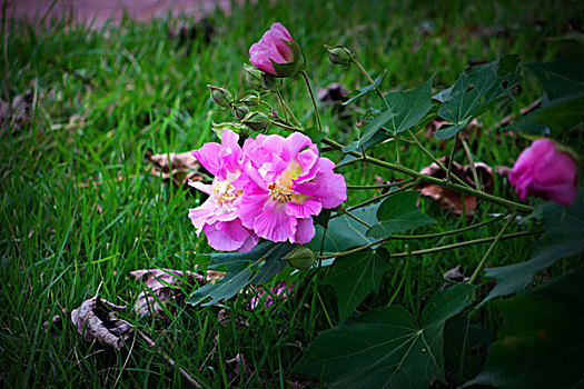 美丽的芙蓉花,木芙蓉,拒霜花,木莲,地芙蓉,华木