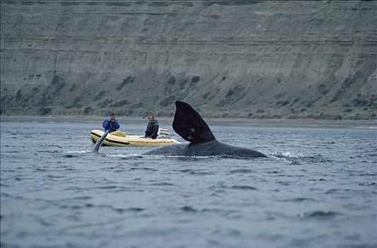 研究人员,摄影,南露脊鲸,脚蹼,瓦尔德斯半岛,阿根廷