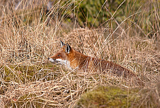 红狐,狐属,隐藏,褐色,草,邓弗里斯,苏格兰
