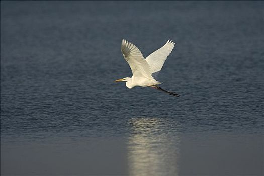 大白鹭,飞,自然保护区,荷兰
