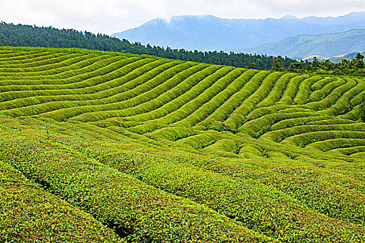 茶园,茶山,茶叶,翠绿