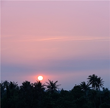 热带,椰树,日落