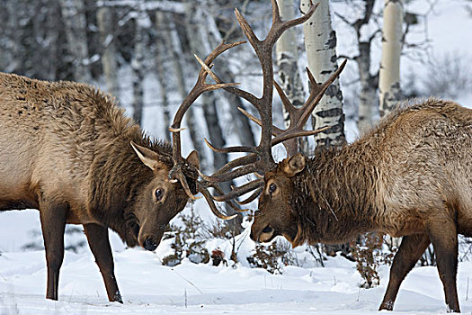 美洲,麋鹿,鹿属,鹿,雄性动物,打斗,冬天