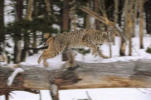 美国山猫,短尾猫,登录,冬天,科罗拉多