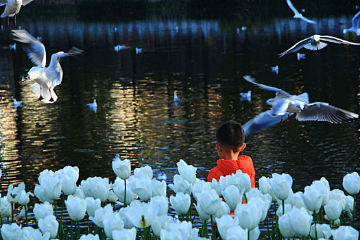 在湖边白色郁金香前看海鸥的小男孩