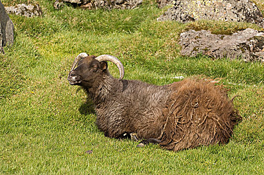冰岛绵羊,南海岸,冰岛