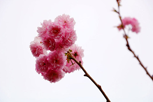 二月,樱花