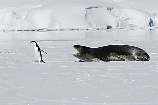 海豹,追逐,帽带企鹅,南极企鹅,冰,南极