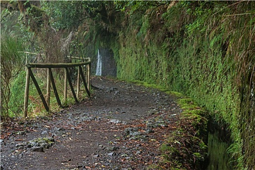 树林,马德拉岛