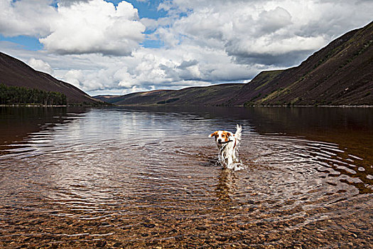 爱尔兰,红色,白色,塞特犬,湖,苏格兰