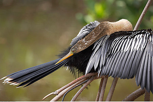 美洲蛇鸟,达尔灵野生动植物保护区,萨尼伯尔岛,佛罗里达