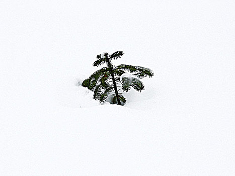 小,绿色,树,偷窥,遮盖,雪