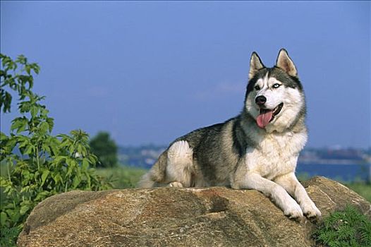 西伯利亚,哈士奇犬,狗,肖像,成年,休息,石头