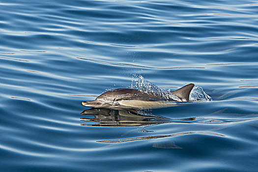 常见海豚,长吻真海豚,平面,下加利福尼亚州,墨西哥