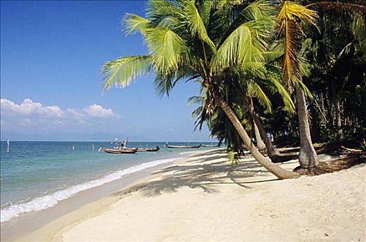 泰国,苏梅岛,热带,白沙滩,棕榈树