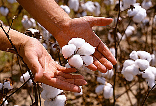 农业,棉花,就绪,丰收,南,美国