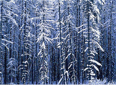 树林,冬天,靠近,不列颠哥伦比亚省,加拿大
