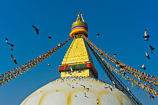 博达哈大佛塔,佛塔,成群,鸽子,飞,空中,加德满都,尼泊尔,亚洲