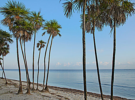 棕榈树,海滩,湾,岛屿,洪都拉斯