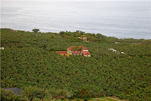 香蕉,种植园,特内里费岛,加纳利群岛,西班牙