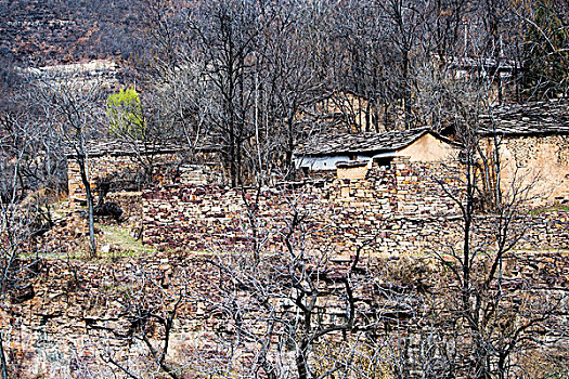 太行山,山村,民居,枯树