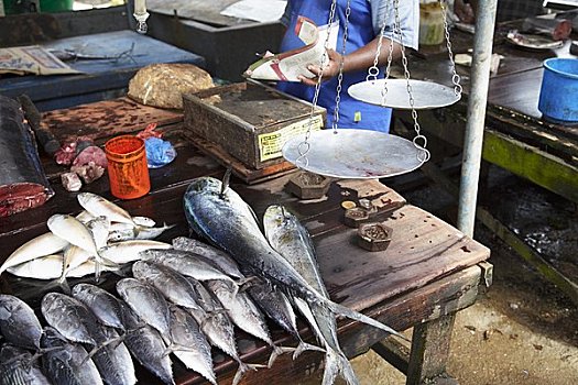 鱼,出售,市场,加勒,斯里兰卡