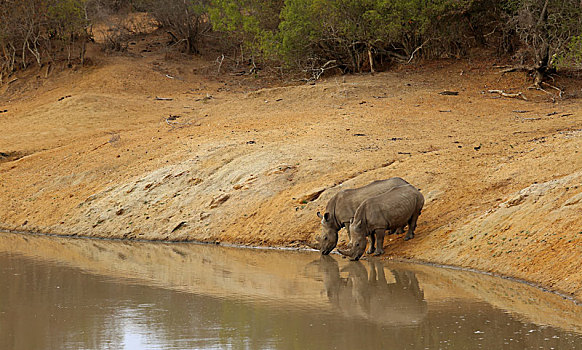 两个,犀牛,水坑,南非