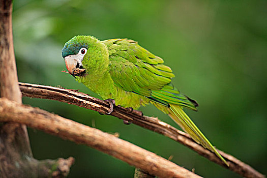 金刚鹦鹉,亚成体,色彩,树上,潘塔纳尔,巴西,南美
