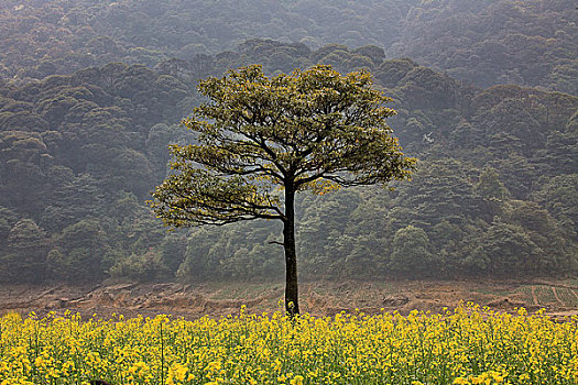 广州石门森林公园