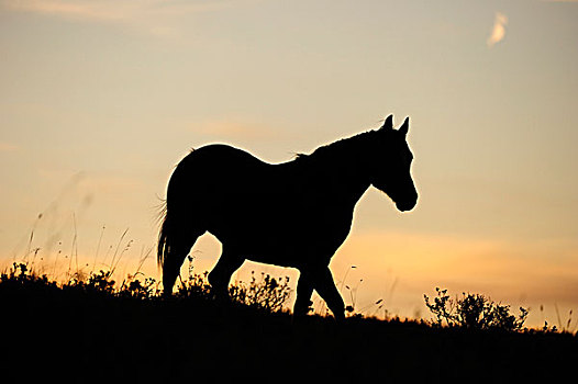 马,草原,日落时的半身侧面影,萨斯喀彻温,加拿大,北美