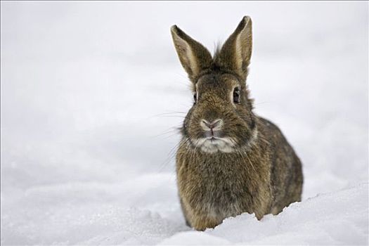 驯服,兔子,雪地