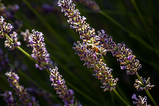 日落,上方,紫罗兰,薰衣草种植区,土耳其