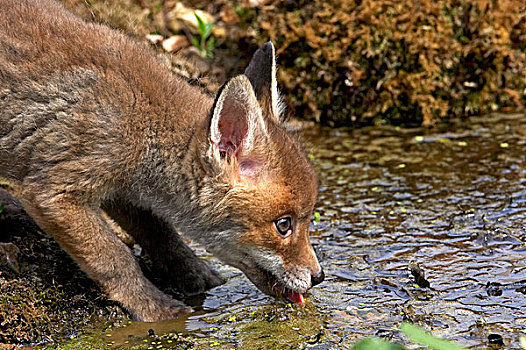 红狐,狐属,幼兽,饮用水,诺曼底
