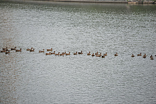 鴨，公園，池塘，養(yǎng)殖，岸邊，飛翔，展示