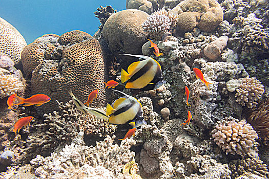 彩色,珊瑚礁,珊瑚,热带,海洋,水下