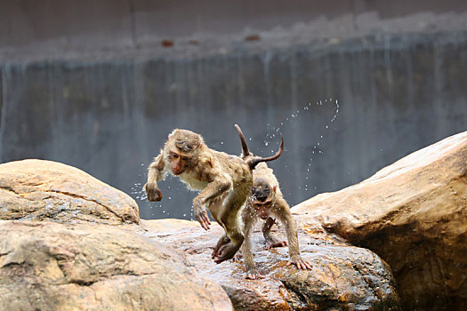 广州动物园的猴子