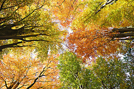 秋天,色彩,冠,山毛榉,树,逆光,自然保护区,古老,树林,黑森州,德国,欧洲
