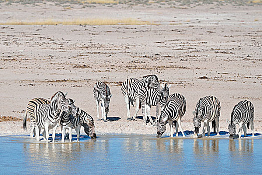 牧群,斑马,喝,水坑,埃托沙国家公园,纳米比亚,非洲