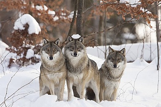 肖像,狼,巴伐利亚森林国家公园,德国