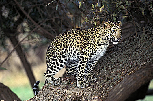 豹,成年,站立,树上,纳米比亚