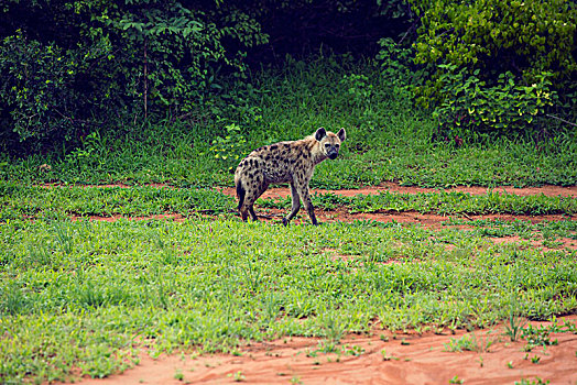 津巴布韦鬣狗