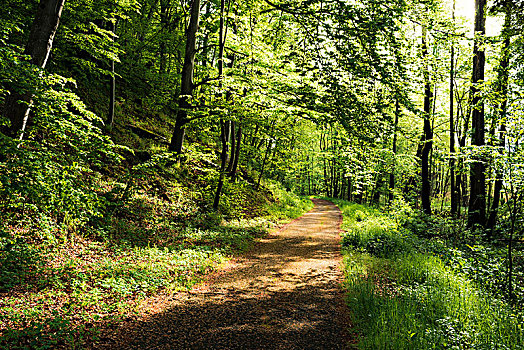 林中小径,荒野,巴伐利亚,德国