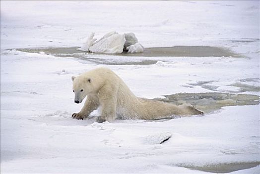 北极熊,成年,女性,拉拽,后腿,重量,苗条,冰,丘吉尔市,加拿大
