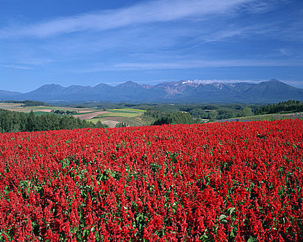 彩色,季节,山